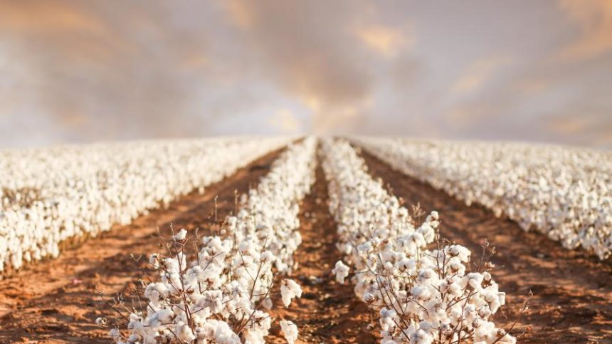 Cotton Concerns: Ag Retailers Helping Growers Navigate Dicamba Dilemma