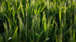 BASF, PowerPollen Announce Research Collaboration For Hybrid Wheat