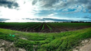 On-Farm Data Unlocking Sustainability Premiums in the Post-COVID-19 World