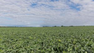 USDA Forecasts U.S. Corn Production Down and Soybean Production up from 2023
