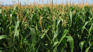 Marrone Bio Prepares to Submit Registration for Next-Generation Crop Protection Product in North America
