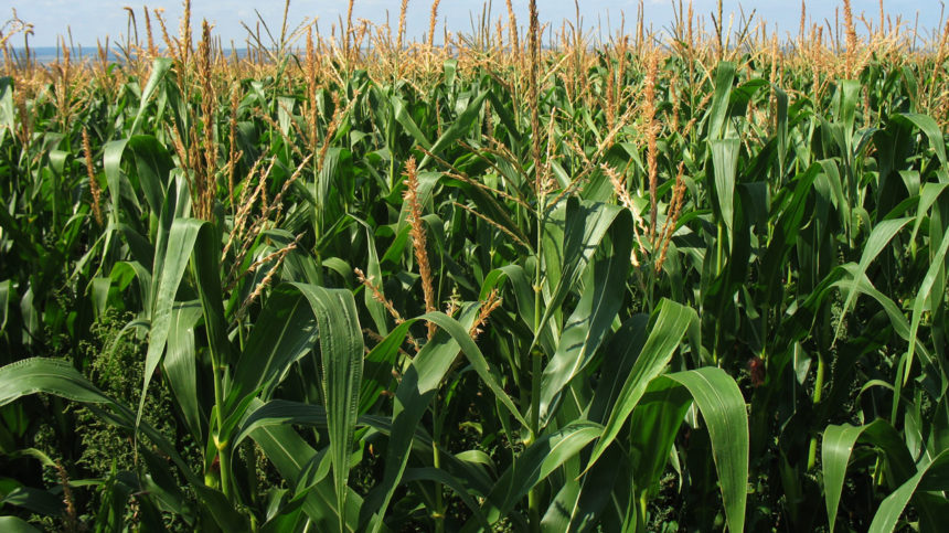 HELM Agro US Launches New Reviton Herbicide