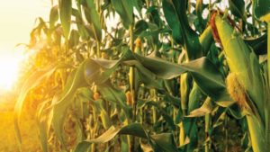 Truterra, EFC Systems Collaborate to Offer Ag Retailers Stronger Tools to Support Farmer Customers