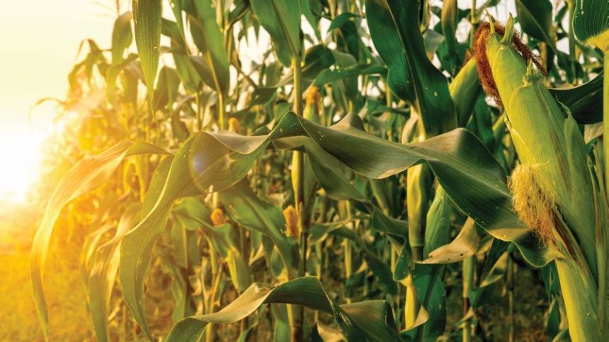 Court Ruling Starts Clock Ticking for Chlorpyrifos
