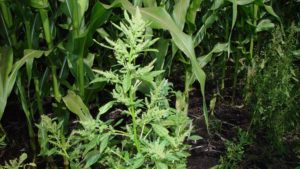 Maverick Corn Herbicide Earns EPA Registration for Broad Spectrum Weed Management