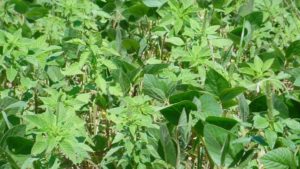 Dicamba Weed Control Slips: What It Means for Growers, Retailers