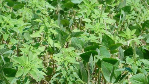 Palmer Amaranth’s Expanding Resistance Threat Demands a Broader Weed Management Approach