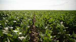 Why Soil Management After Harvest Is Worth Your Time and Investment