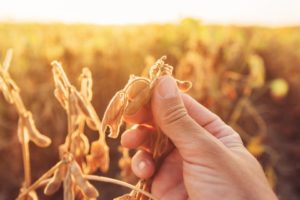 Soybean Feed-Quality Newsletter Offer