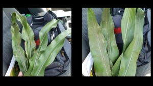 FMC Launches First At-Plant Fungicide to Deliver Foliar Disease Protection