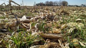 How Much Nitrogen Does a Cover Crop Take Up and Release?