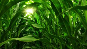 Jord BioScience CEO on the Power of Playing the Long Game in Agriculture