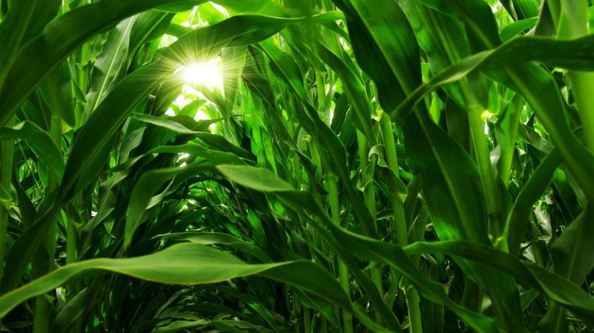 Resistance Fighters: How Crop Protection Leaders Are Taking on Herbicide-Resistant Weeds