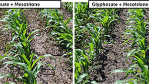 An Alternative Mode of Action to get TOUGH on resistant weeds