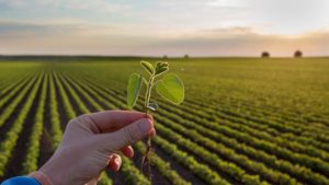The Intersection of Increasing Crop Yields and Integrated Pest Management
