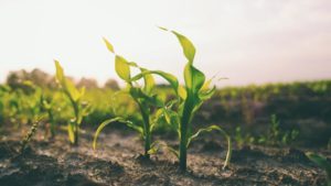 AgriThority Research Confirms N-Fixing Biological Strains Can Significantly Contribute to Nitrogen Required by Corn