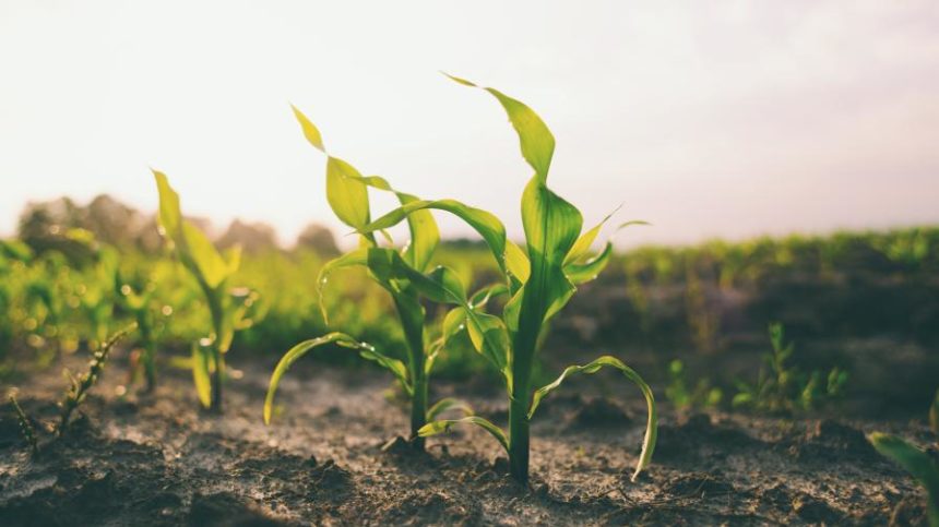 Syngenta Introduces New Corn Seed Treatment for Pythium Protection