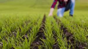 Constrained California Growers See Future in Water Innovation