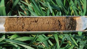 New Tool Accounts for Nitrogen from Cover Crops, Soil Organic Matter