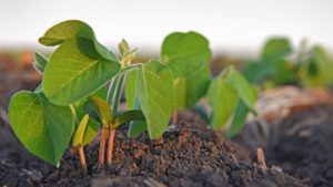 Heliae Agriculture, Rizobacter Collaborate to Deliver Soil and Crop Nutrition Technologies