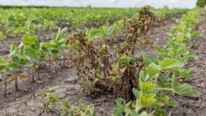 The Challenges to Effective Weed Management