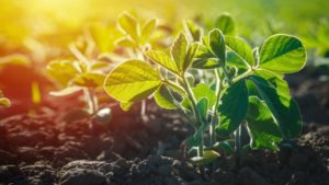 5 Key Considerations for PRE Herbicides in Soybeans This Spring