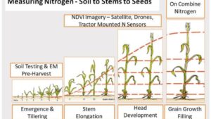 Protein Mapping Identifies Nitrogen Limited Zones Within the Field