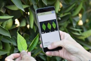Crop Nutrient Advisor