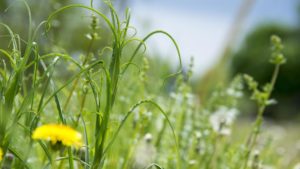 Residual Herbicides, Behavior Change Among Key Recommendations for Effective Weed Control in 2021