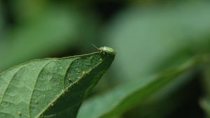 Bayer’s Third Generation Corn Rootworm Trait Gains Final Approval