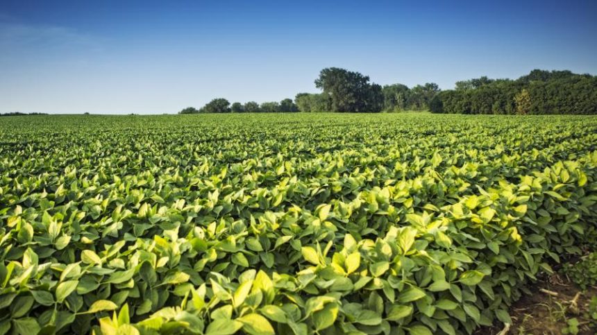Identifying Nutrient Deficiencies, Pests in Ohio’s 2021 Soybean and Corn Crops