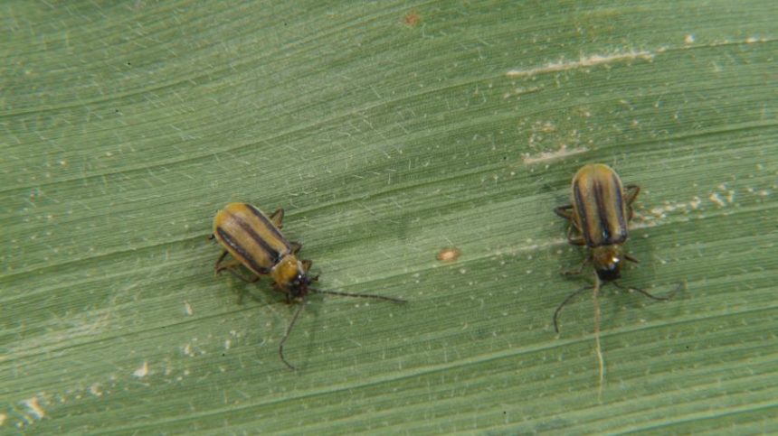 Syngenta: Corn Growers Should Start Monitoring for Pests Now to Protect Yield