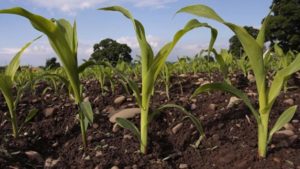 Take Advantage of Tissue and Soil Sampling Tools to Maximize Yield