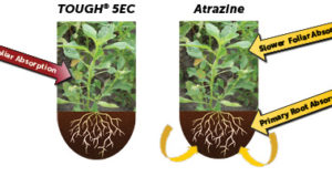 It Takes A Team Effort to Beat Resistant Weeds – Get TOUGH® on Your Winning Team