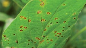 Timing Is Everything: Hitting the Mark on Fungicide Applications in 2021