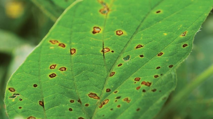 Timing Is Everything: Hitting the Mark on Fungicide Applications in 2021