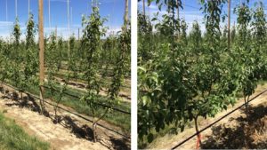 Boosting Growth Early Benefits Permanent Crops Later