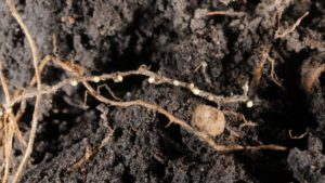 Novel Discovery Could Fortify Farmers’ Defenses Against SCN