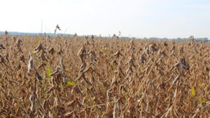 Ammonium Sulfate: The Preferred Nutrient Source
