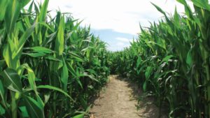 Bayer to Introduce New Diflufenican Herbicide