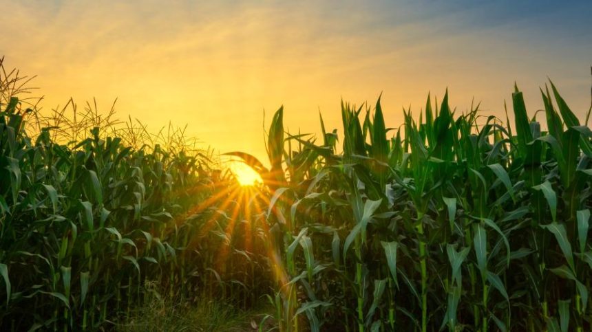 FMC Launches New Three Mode of Action Foliar Fungicide Targeting Late-Season Diseases