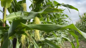 ICGA Applauds EPA’s RFS ‘Set 2’ Rule, Securing Long-Term Demand for American Ethanol