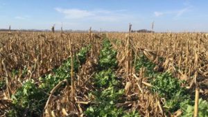 Partnership for Ag Resource Management, La Crosse Seed to Present Cover Crop Webinar
