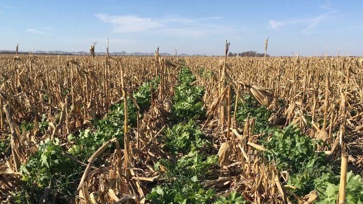 Aerial Applicators Seeding Cover Crops, Nourishing Soil This Late Summer and Early Fall