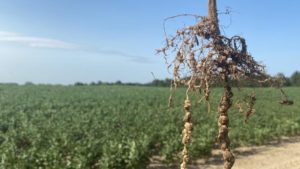 Southern Soybean Growers Face Multiple Nematode Threats