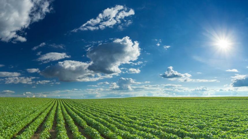 DPH Biologicals Launches Biofungicide Seed Treatment