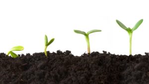 4 Key Tips for Choosing the Optimal Mycorrhizal Inoculant