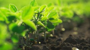 Mycorrhizal Inoculants Answer Quest for Carbon Permanence