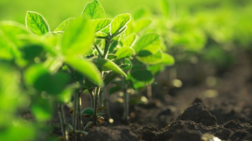 Nutrien Ag Solutions Completes Acquisition of New Biocontrol Technology