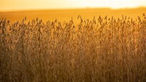 What Are the Benefits of a Soy-Enhanced Adjuvant?